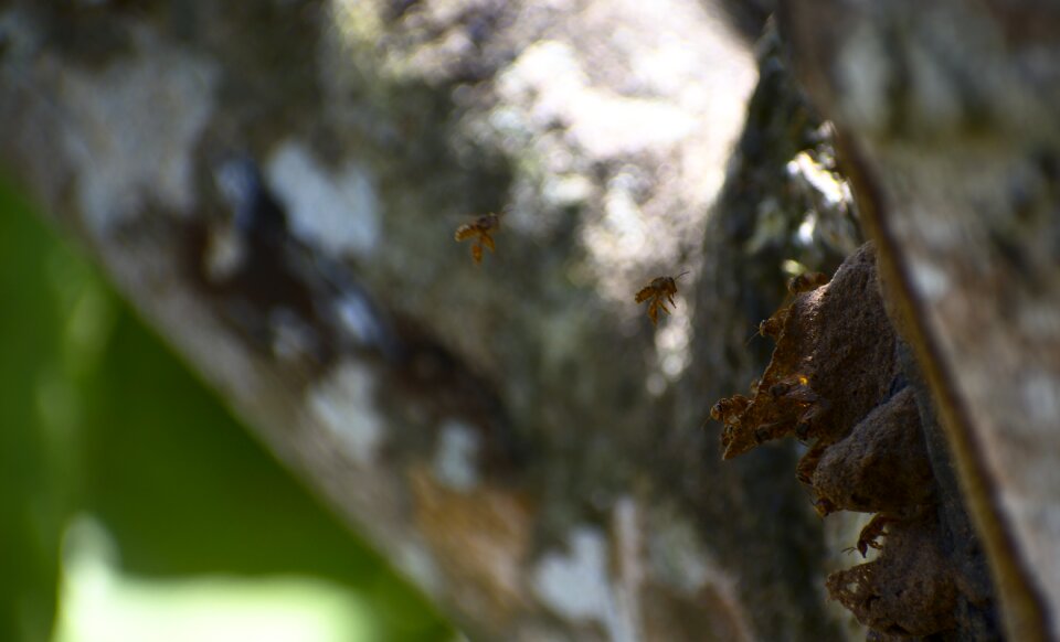 Insect wasps drunken baymen