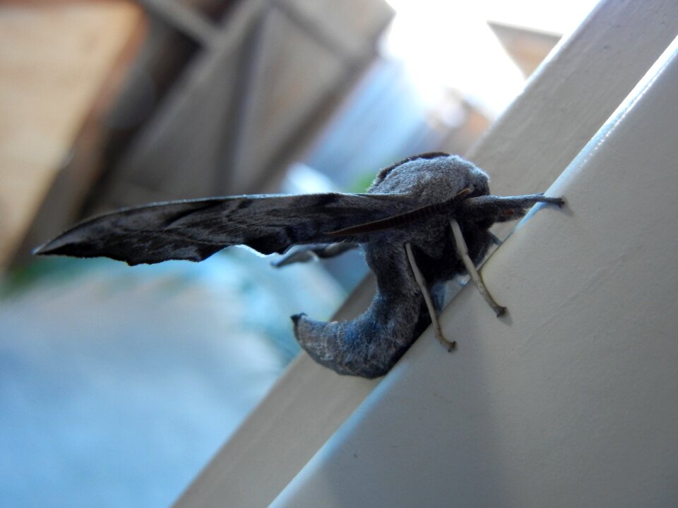 Closeup wildlife insect