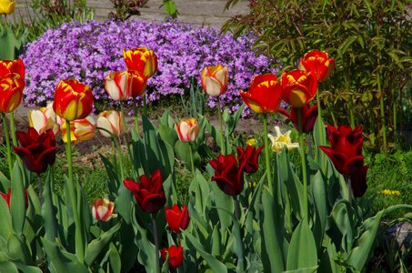 Plant tulip nature