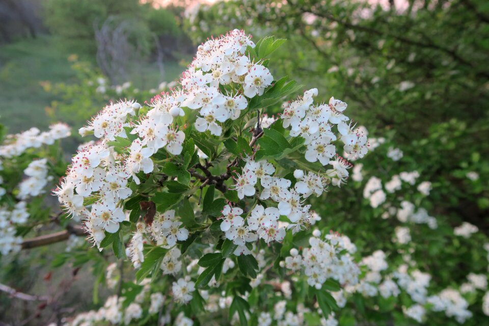 White flowers tree flowers