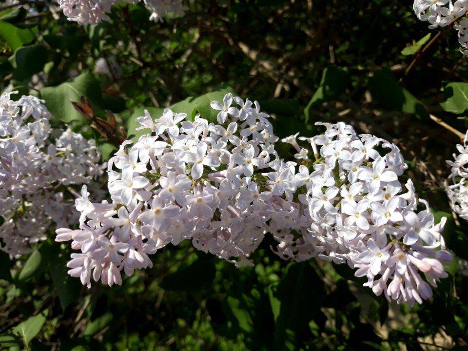 Nature leaf flowers