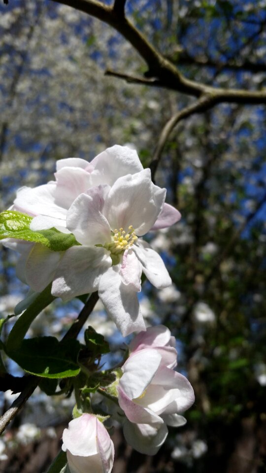 Branch nature blooming