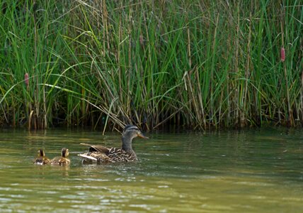 Nature bird river photo