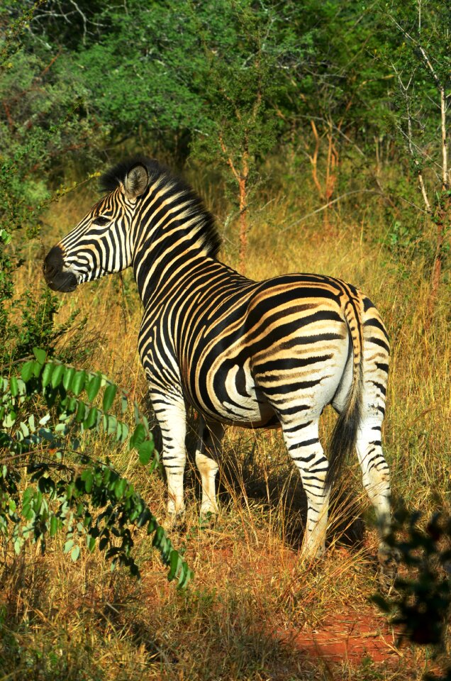 Wild south africa the kruger national park