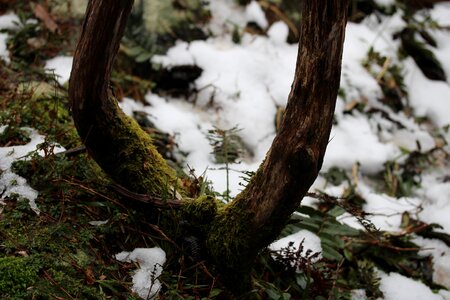 Outdoors landscape branch