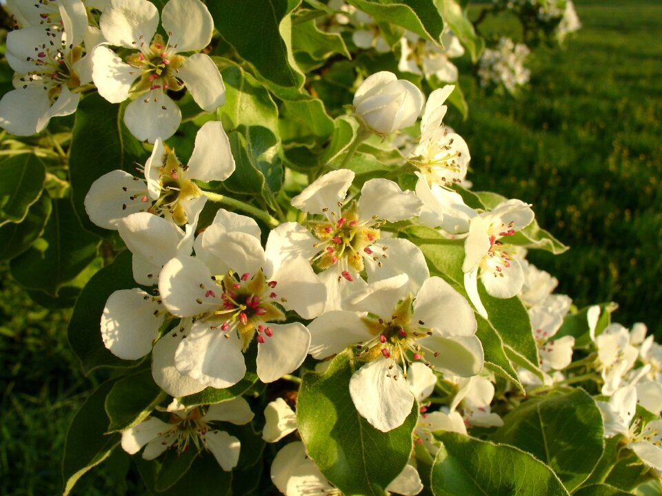 Plant garden pear blossom