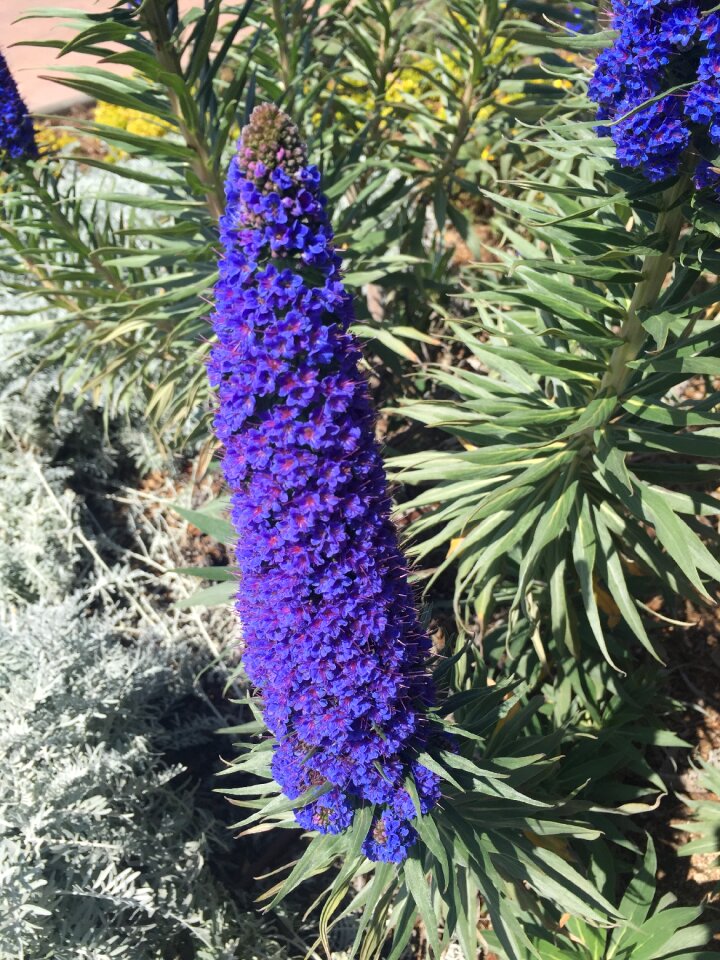 Color plant spring