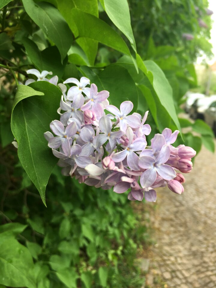 Garden leaf flowers