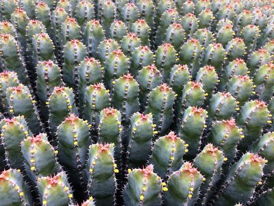 Sharpest aar plant
