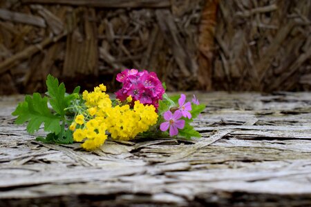 Flower wood season