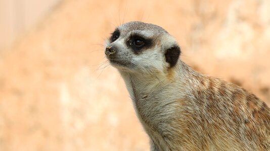 Mammals animal cute