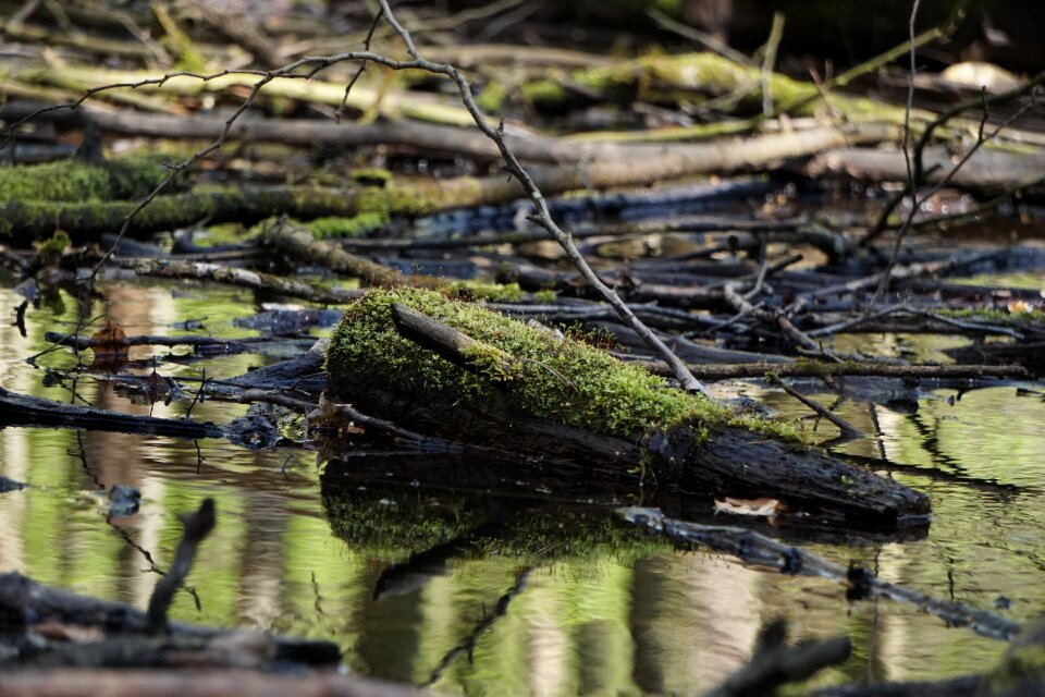 Reflection river wood