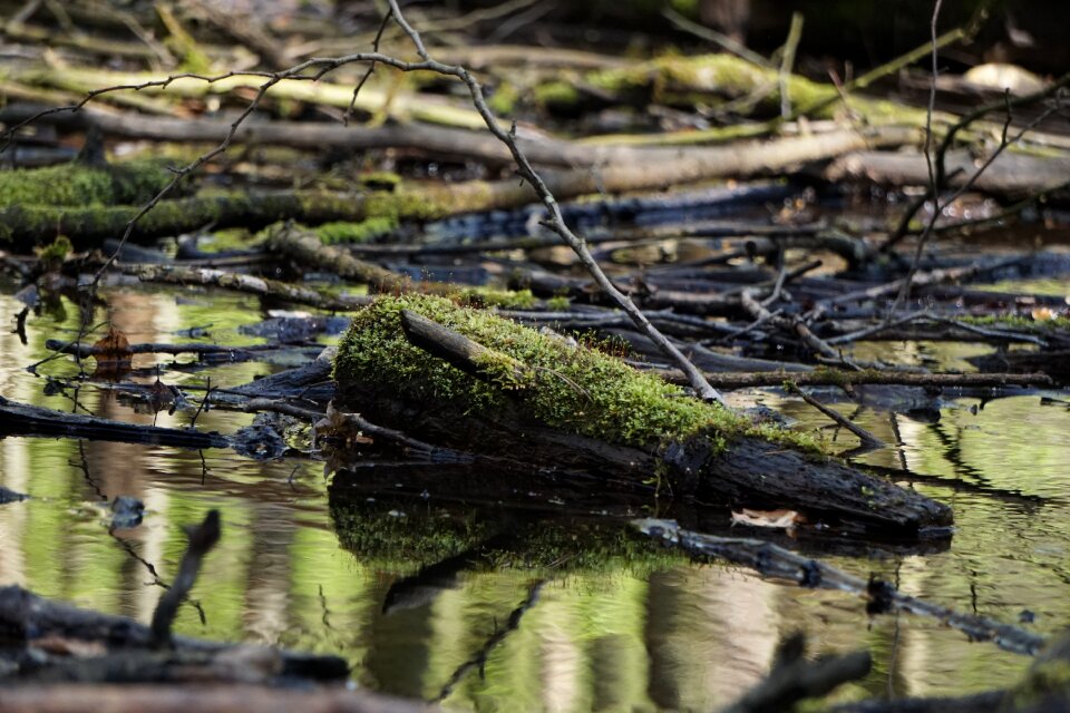 Reflection river wood photo