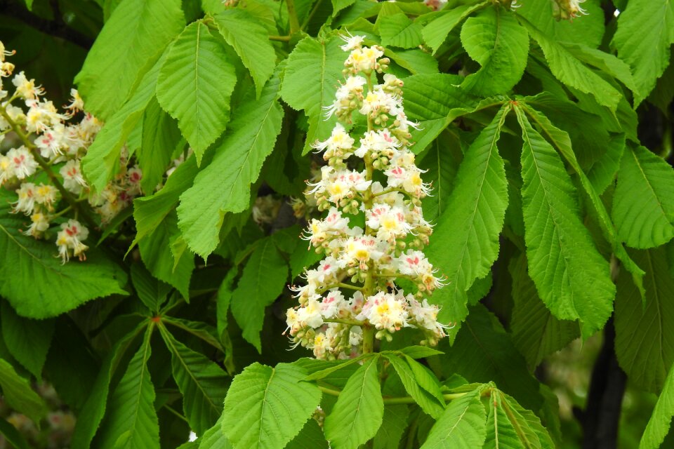 Season flower branch