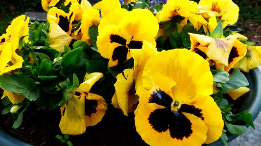 Plant leaf garden