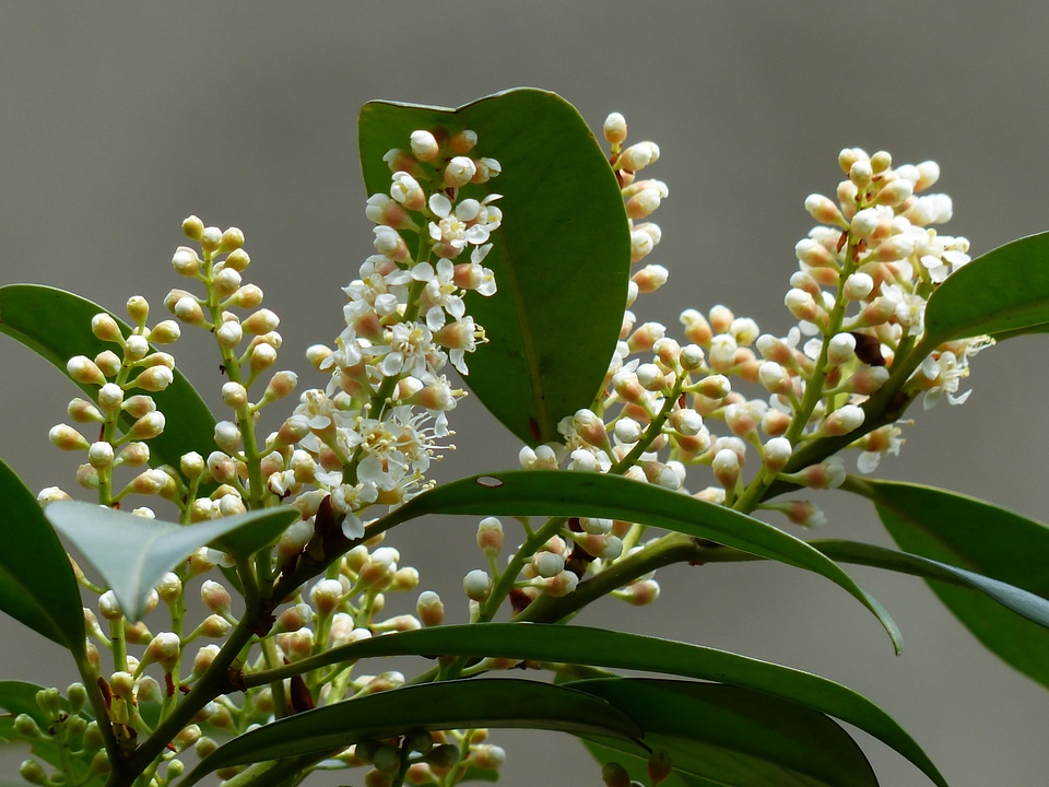 Bloom white plant