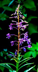 Nature leaf plant