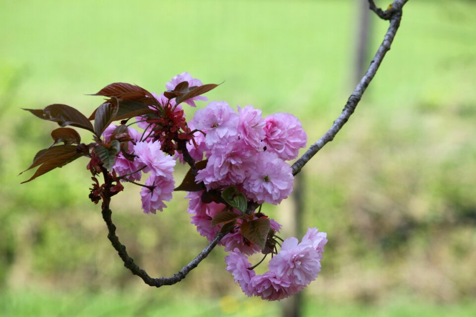 Tree garden pink flowers
