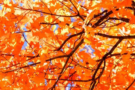 Season tree orange tree photo