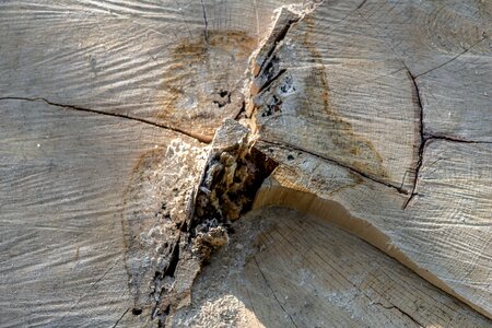 Wood rub cracks photo