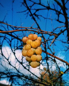 Tree nature fruit