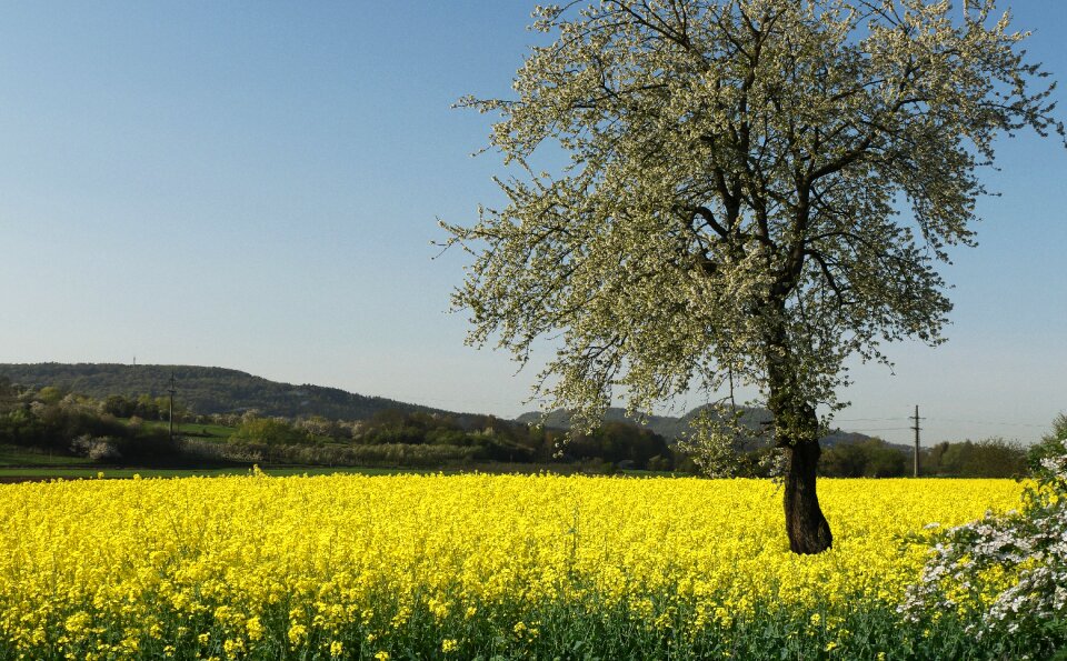 Bloom nature field