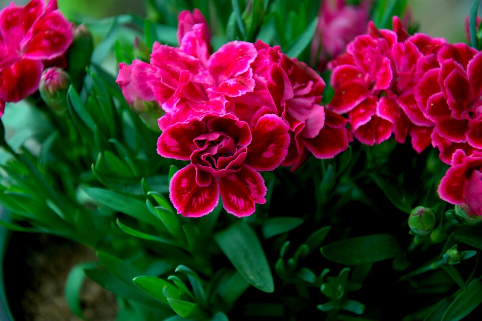 Flowers sheet flowering