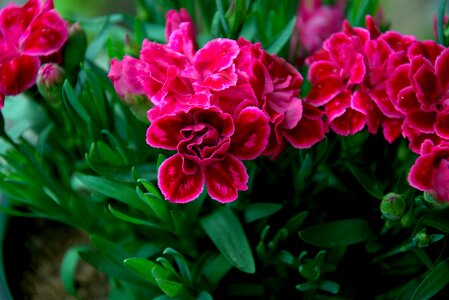 Flowers sheet flowering