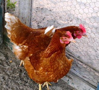 Birds farm comb photo