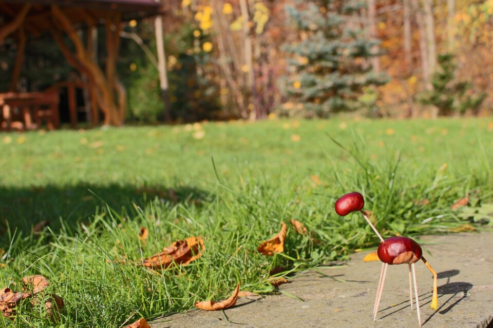 Chestnuts autumn Free photos