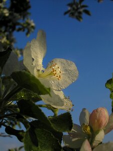 White flower tree nature