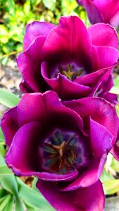 Garden floral tulips photo