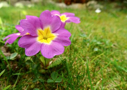 Plant garden spring photo