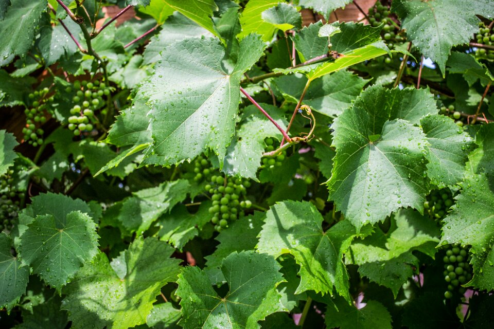 The grapes grapevine green grapes
