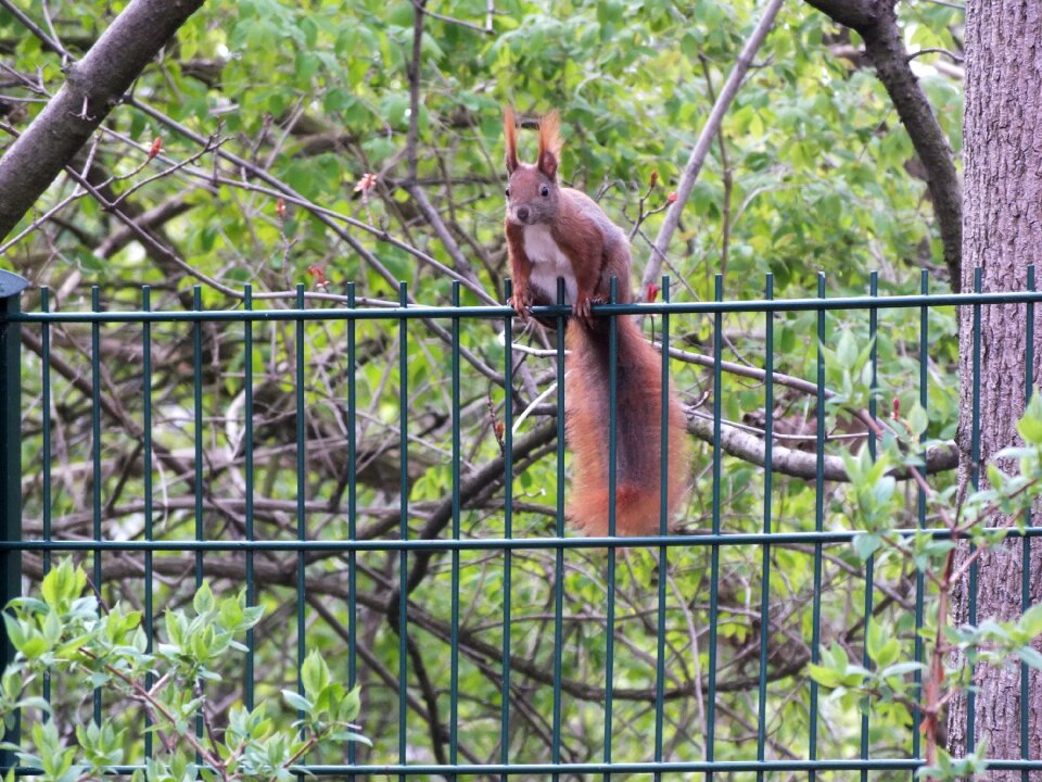 Fence nature animal world
