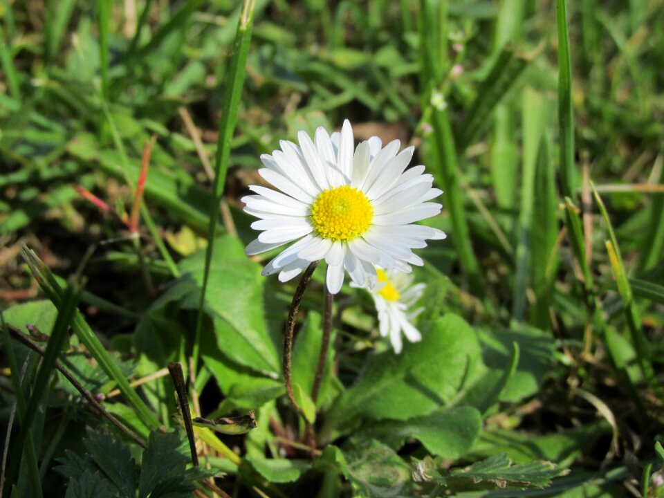 Flower summer grass
