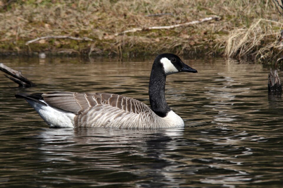 The nature of the geese kanadagås