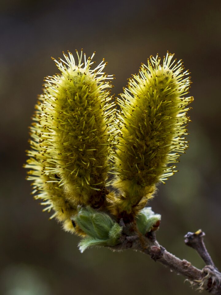 The nature of the willow our