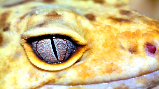 Macro leopard gecko reptiles