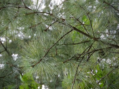 Season branch needle photo