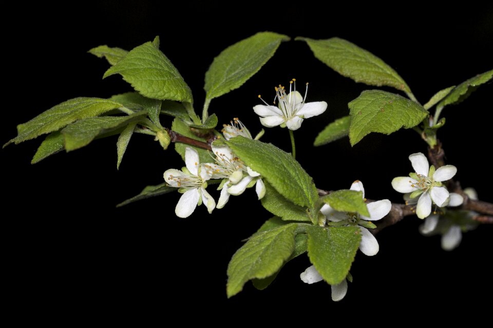 Apple tree spring fruit tree