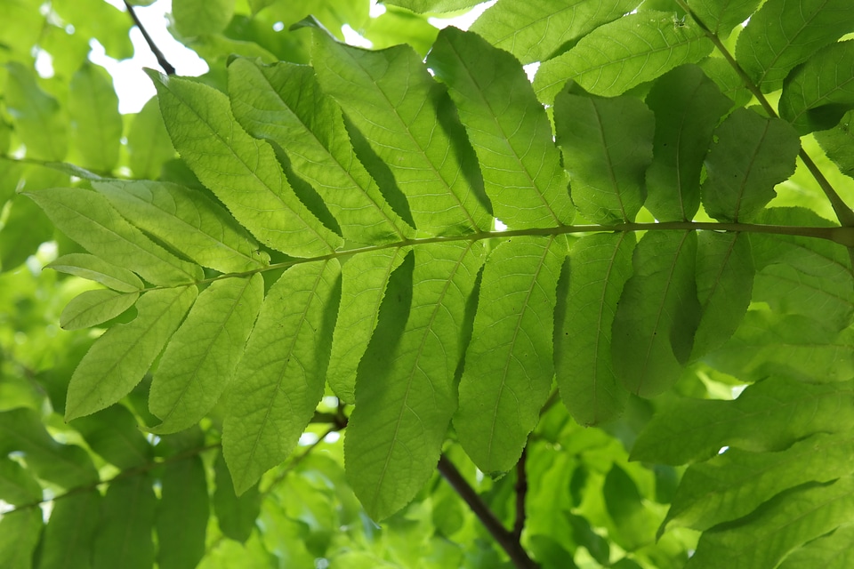Backlighting leaf ribs pterocarya fraxinifolia