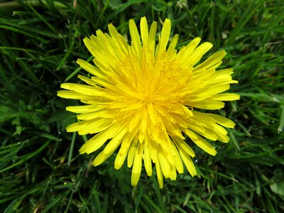 Yellow flower dandelion photo