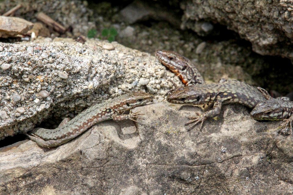 Animal wildlife