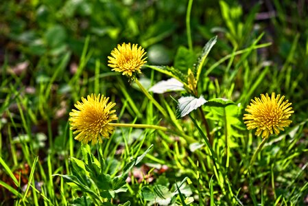 Wildflower blooming grass photo