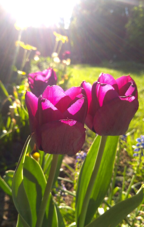 Garden leaf blooming photo