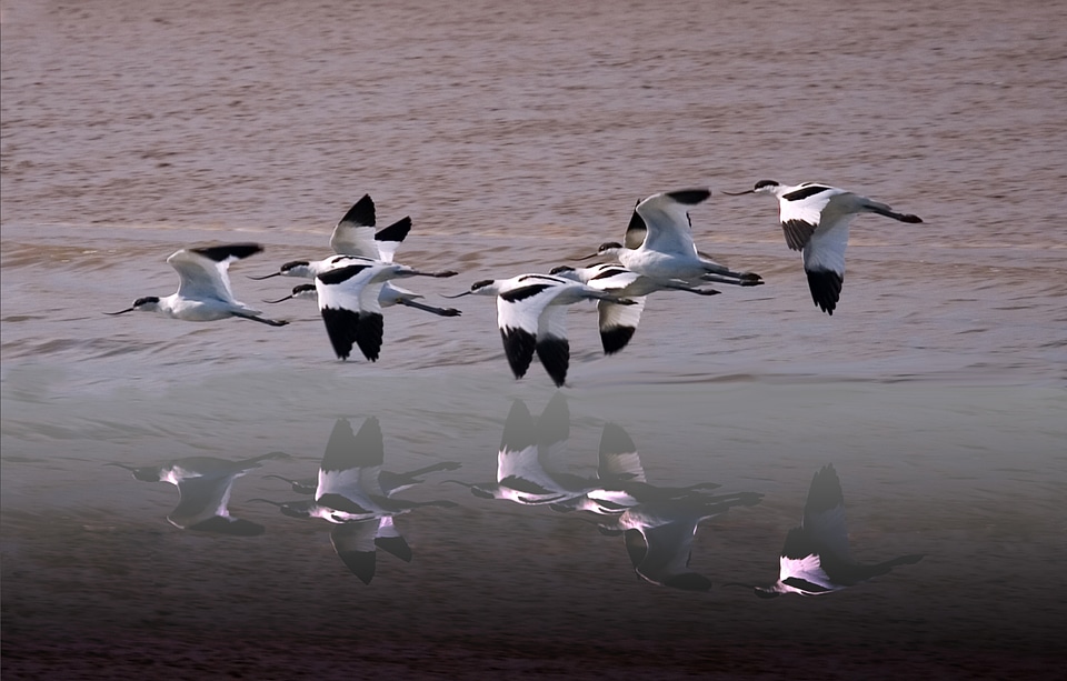 River wings gray river