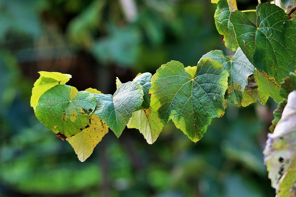 Backlight plant natural