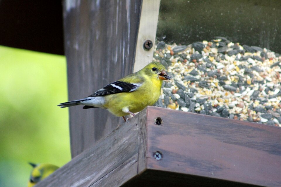 Wildlife animal female goldfinch