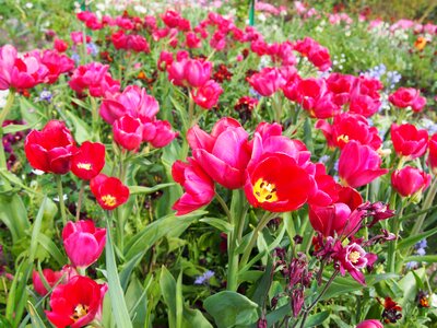 Garden spring tulip